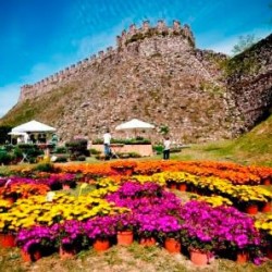 Fiori nella Rocca a Lonato