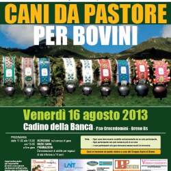 Campionato Cani da Pastore per Bovini a Breno