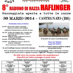 8 Raduno di Razza Haflinger a Castegnato