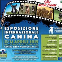 Esposizione Internazionale Canina a Montichiari