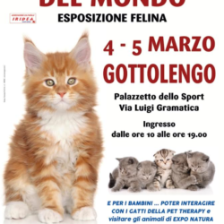 I gatti più belli del mondo - Gottolengo