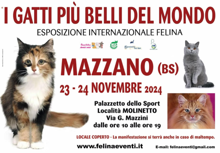 I gatti piu' belli del mondo - Mazzano