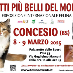 I gatti più belli del mondo - Concesio